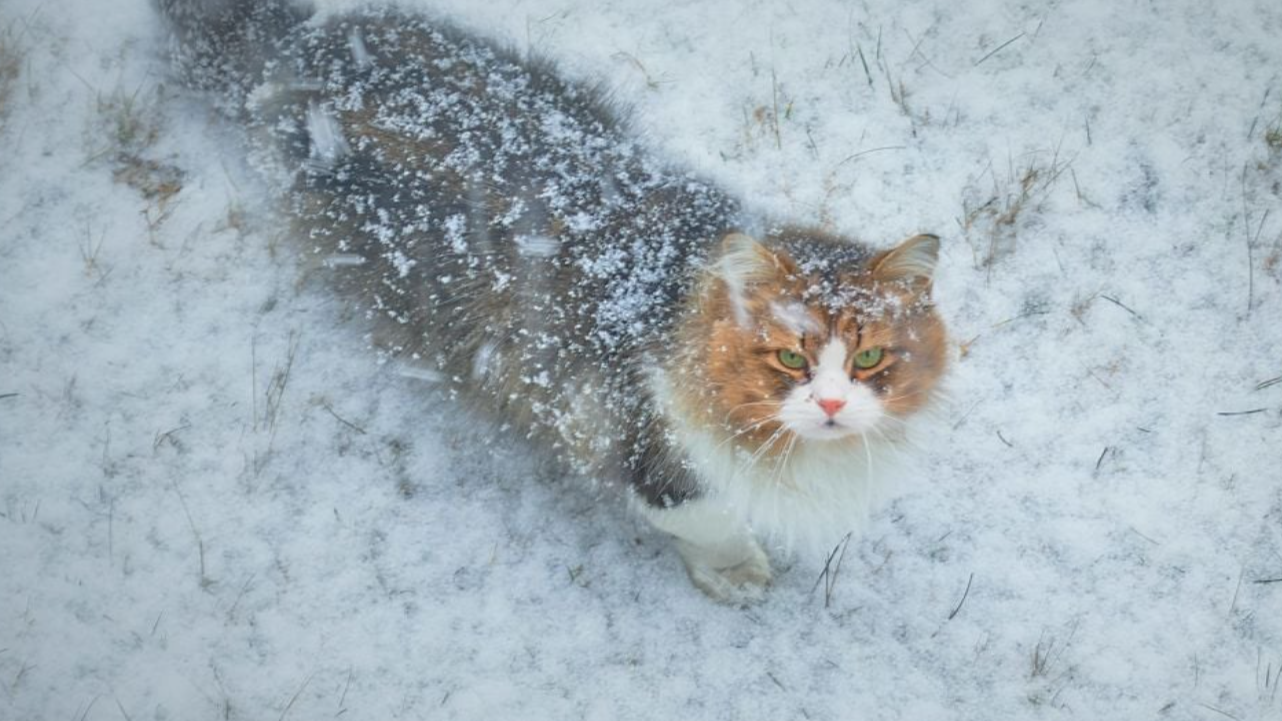 Наталка Птуха про потепління в Україні