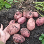 Не встигнеш до травня — залишишся без картоплі: які сорти посадити на городі вже зараз