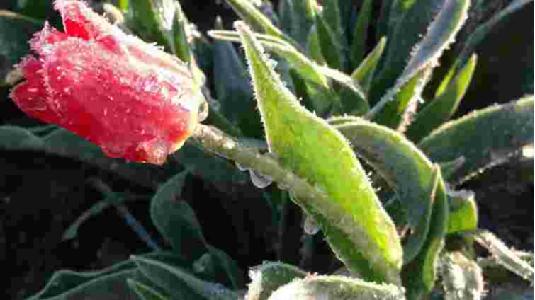 Найхолодніша ніч за 32 роки: у Луцьку зафіксували температурний рекорд