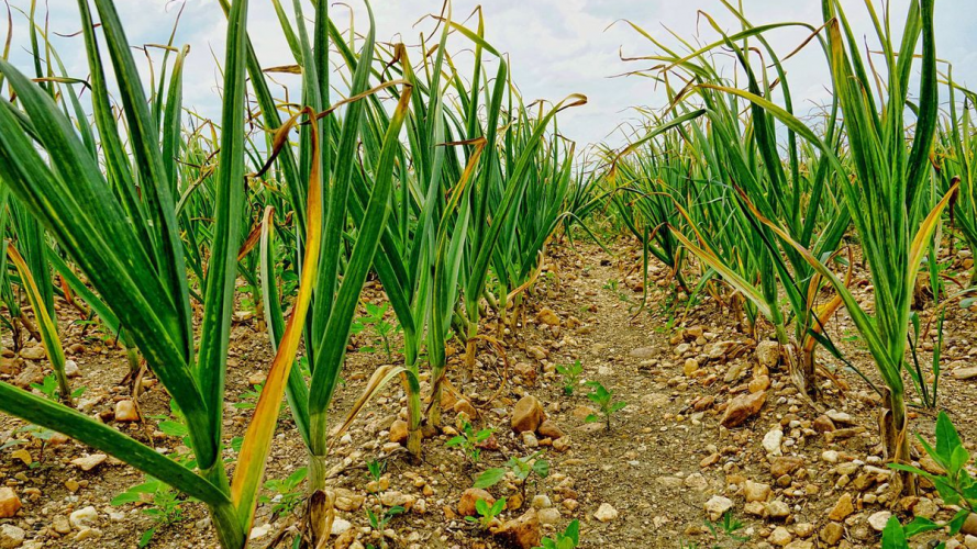 Полийте часник нашатирним спиртом — і виростуть величезні головки: секрет весняного підживлення