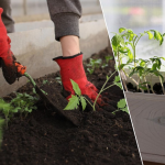 Розсада зупинилася в рості: три підживлення для швидкого відновлення