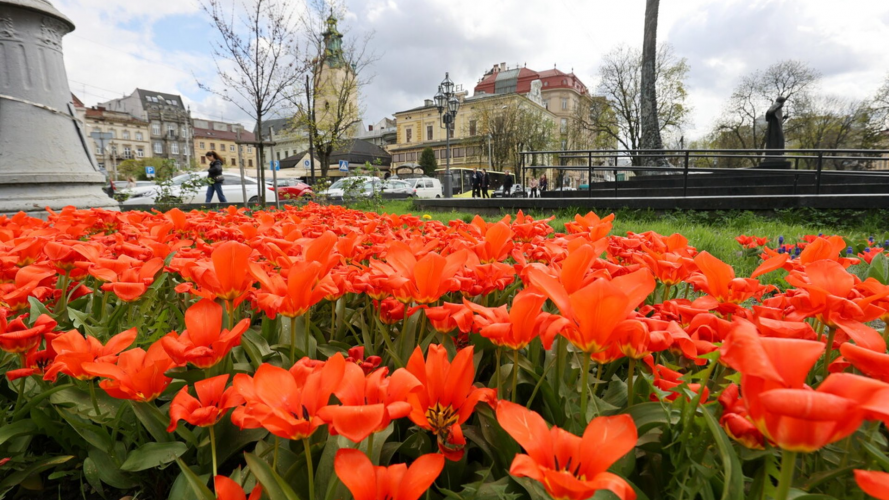 цвітіння тюльпанів, Львів