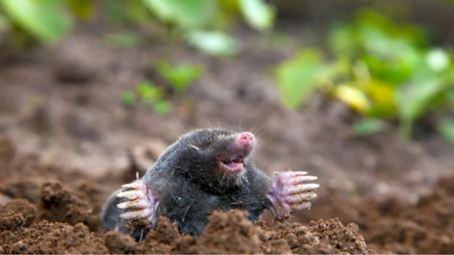 Як назавжди відлякати кротів з городу: простий спосіб
