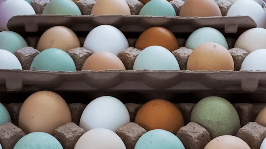 Коричневі, білі чи блакитні: вся правда про яйця, за які ми переплачуємо