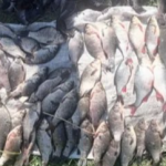 Волинянка торгувала рибою без документів: як її покарали