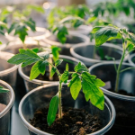 Чим підживити розсаду помідорів щойно з'явився перший лист