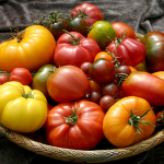 сорти помідорів