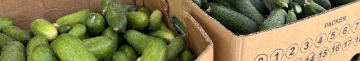 Сезон консервації: скільки коштують огірки на Волині