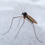 На Волині виявили зимових комарів, які не харчуються кров'ю