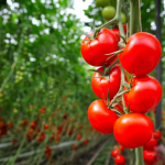 Ультраранні сорти помідорів: отримаєте врожай вже у травні