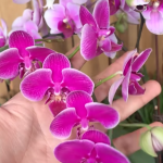 Чому орхідея не цвіте і як це виправити за допомогою лимона