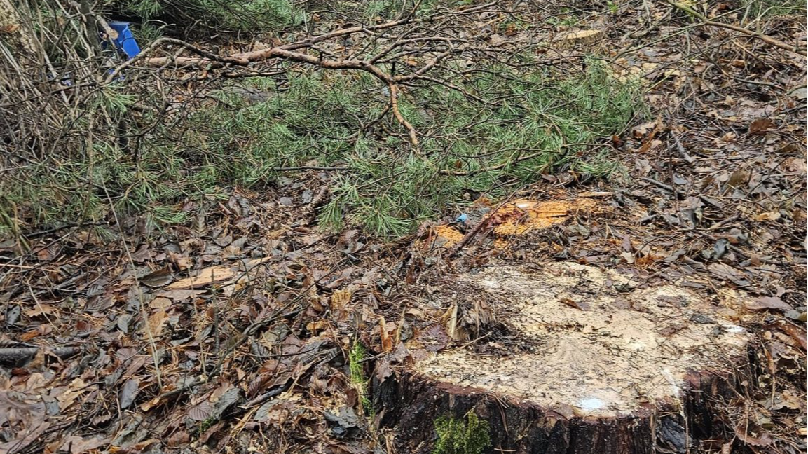 На Волині зафіксували масштабну незаконну порубку лісу