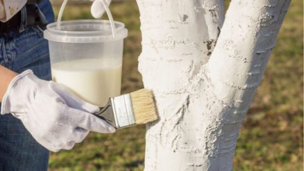 побілка дерев у березні