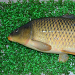 рибалка, озеро Лагуна