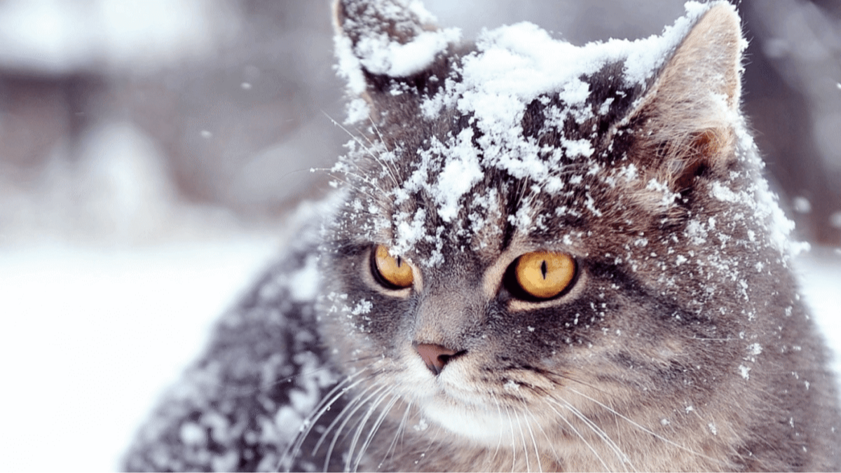 погода у грудні 2025