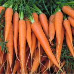 Найсолодші сорти моркви для посадки в 2026 році: на ринку ви їх не знайдете