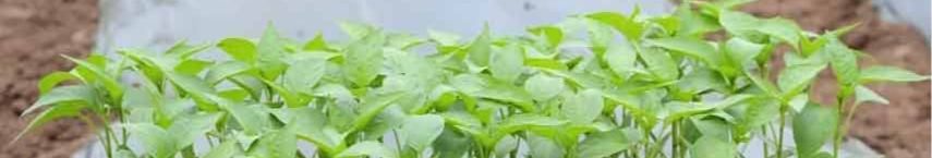 Коли сіяти перець на розсаду у січні та лютому 2026 року за місячним календарем