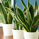 Чому сохне листя у тещиного язика: дешеве підживлення для сансевієрії, яке діє миттєво