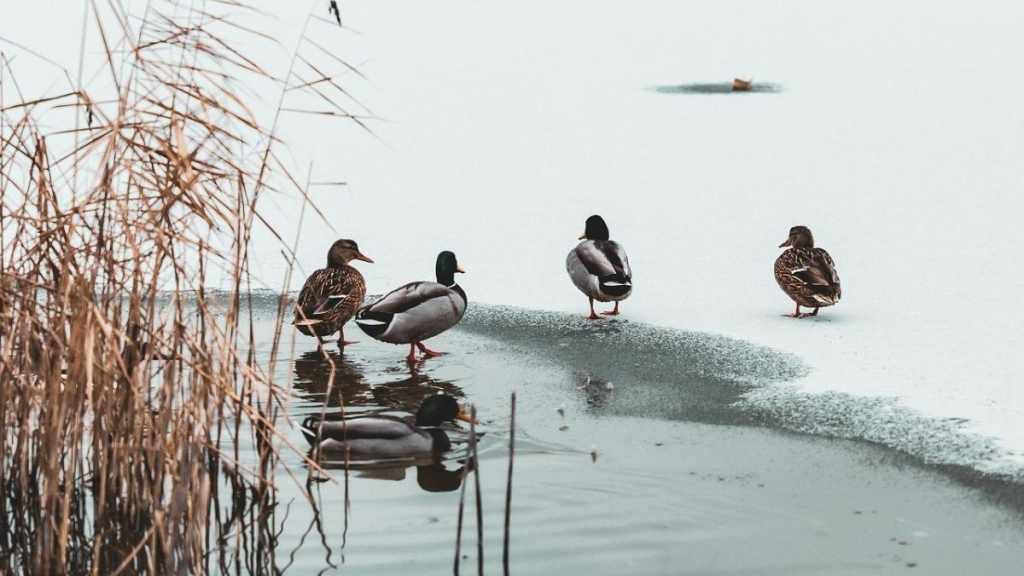 морози в Україні