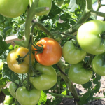 Як виростити смачні помідори