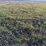 На Волині стартувала весняна посівна