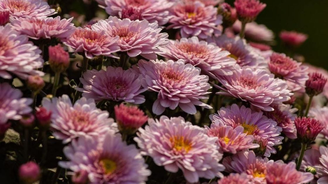 Чи потрібно обрізати хризантеми на зиму: найкращі поради