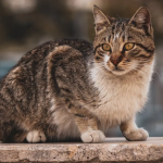 Тепла неділя з невеликою хмарністю: якою буде погода на Волині 15 березня