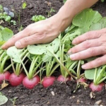 Чому тріскається редиска: 5 помилок, які псують ваш урожай