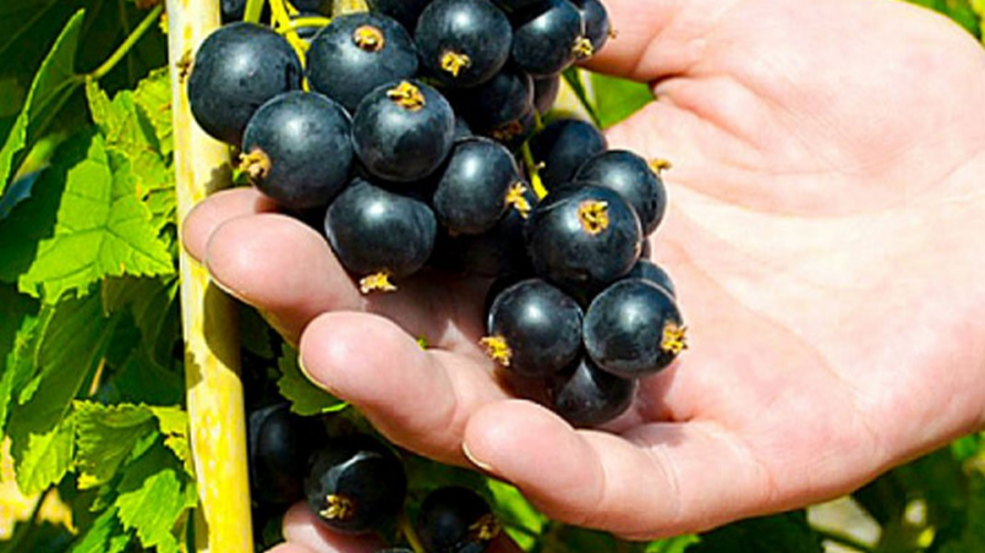 підживлення смородини