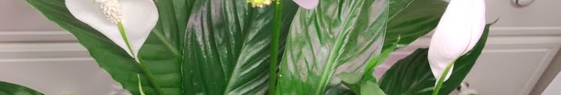 Перевірений рецепт ефективного підживлення спатифілуму