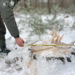 На Волині у заповіднику незаконно вирубали дерев на майже 20 мільйонів гривень