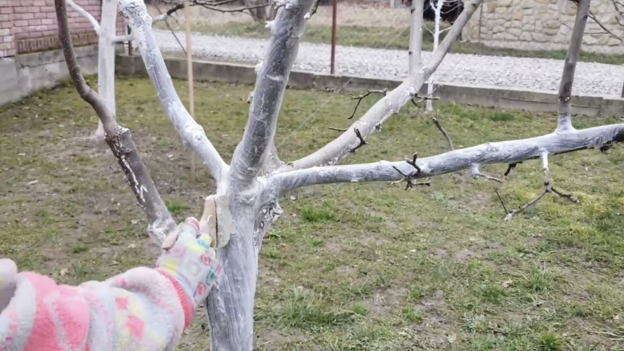 Жоден шкідник не наблизиться: чим і коли найкраще білити дерева