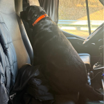 На волинському митному посту «Устилуг» службова лабрадорка винюхала наркотики у газовій плитці