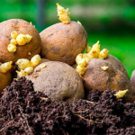 пророщування картоплі