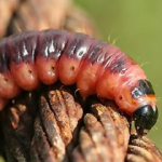 На Волині помітили велику червону гусінь: чи є загроза?