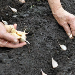 Запізнишся — залишишся без врожаю: найкращі дні для висаджування часнику у квітні 2026 року