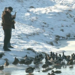 Сотня «моржів» щодня: як лучани купаються взимку в крижаному Стирі