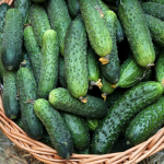 найкращі сорти огірків