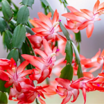 Шлюмбергера не випускає жодної квітки: як підживити, щоб вазон вкрився цвітом взимку