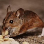 Миші і щурі підуть назавжди: як назавжди позбутися гризунів у будинку взимку