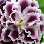 Секрет пишного цвітіння фіалок: бюджетне підживлення, яке творить дива