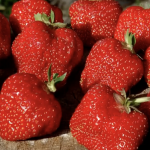 Плодоносить до осені: названо один із найкращих сортів полуниці