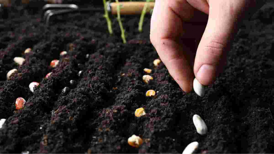 Перекис водню для насіння