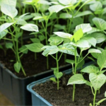 пересадка розсади