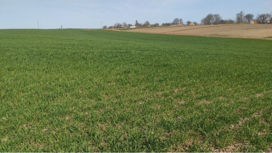 Суд на Волині змусив селянина заплатити понад 300 тисяч за незаконне вирощування сої