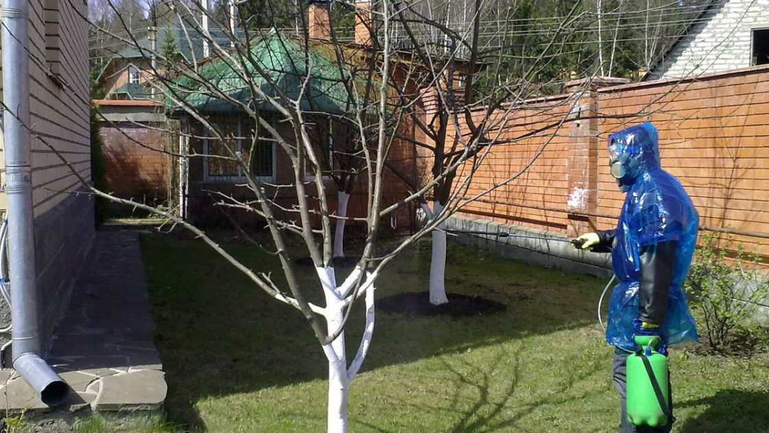 Залізний чи мідний купорос: що, коли і навіщо застосовувати