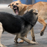 У Нововолинську зграї бродячих псів нападають на людей: як влада збирається вирішити проблему