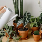 Які вазони ні в якому разі не можна підживлювати попелом: можуть загинути