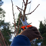 обрізання абрикоса у березні