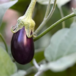 У які дні садити баклажани на розсаду: місячний календар